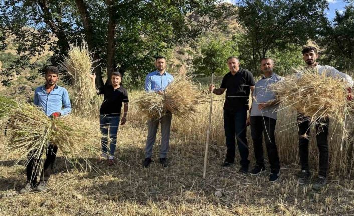 Yüksekova’da buğdayda yüksek verim