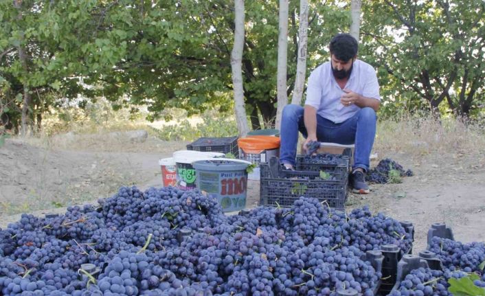 3 bin yıllık Erciş üzümünün bağ bozumu başladı