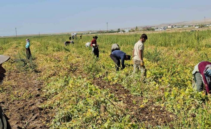 Adilcevaz’da fasulye hasadı başladı