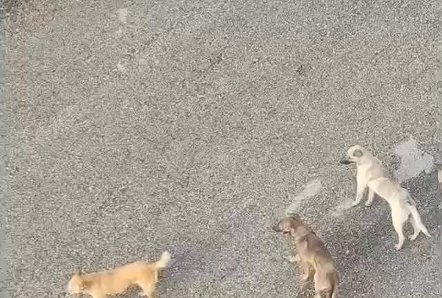 Ankara Mamak’ta vatandaşlar sahipsiz köpeklerin çokluğundan tedirgin