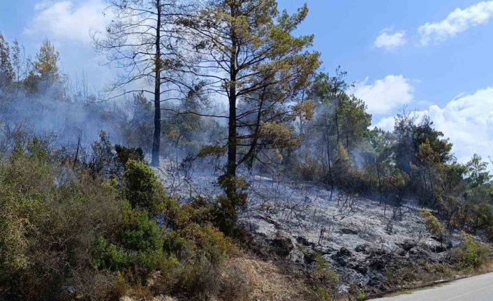 Antalya’da tarım arazisi yandı, 3 sera zarar gördü