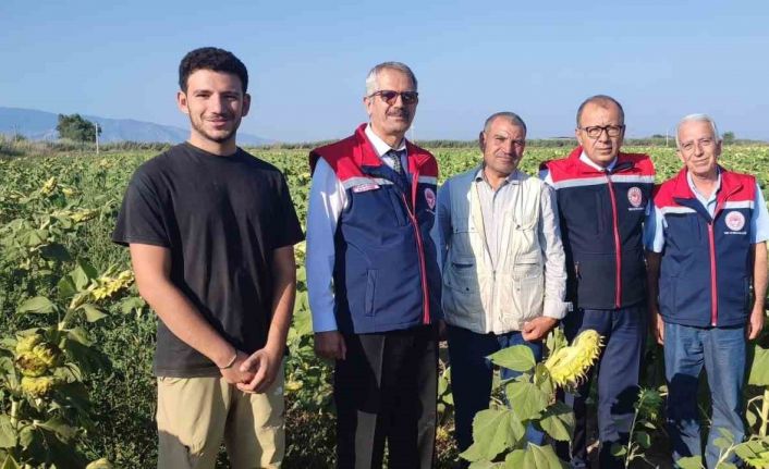 Aydın’da ayçiçeği hasadı öncesi üreticilere destek müjdesi