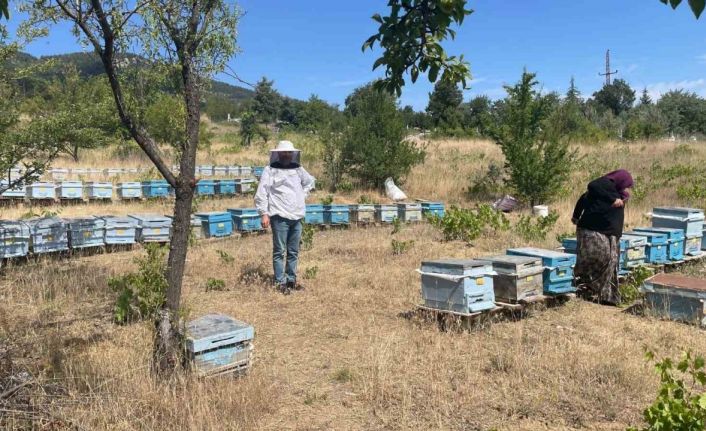 Beyşehir’de arılı kovan sayımları sürüyor