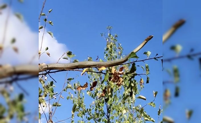 Erzincan’da 1 metrelik yılan elma ağacında görüntülendi