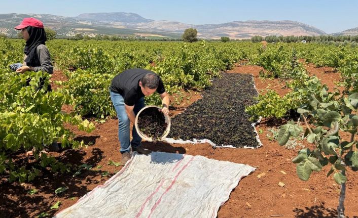 ‘Horoz karası üzümü’nün sofralara yolculuğu başladı