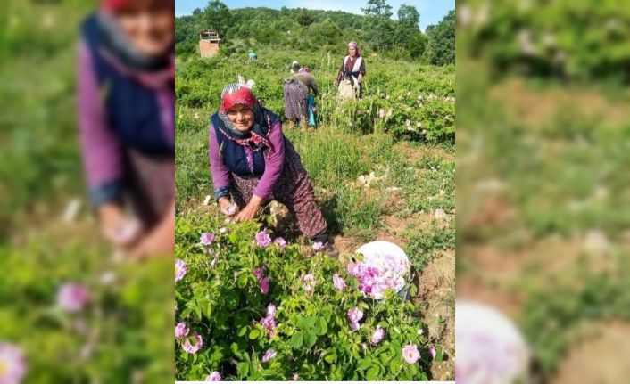 Isparta’da gül çiçeği fiyatı 90 lira olarak belirlendi