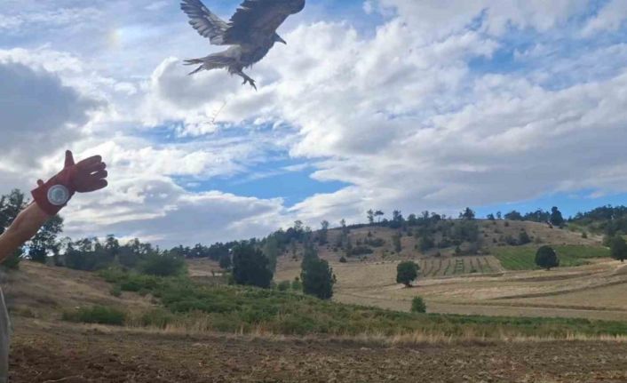 Isparta’da tedavi edilen mısır akbabası doğaya salındı