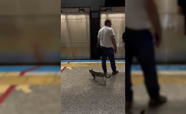 İstanbul metrosunda sevimli kedinin yolculuğu kamerada