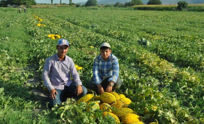 Kırkağaç kavununda ilk hasat yapıldı