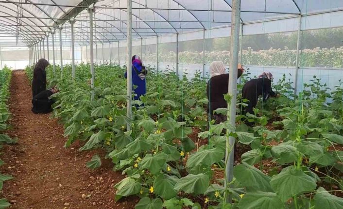 Kooperatif kuran kadınlar seralarındaki ürünlerin ilk hasadını yaptı