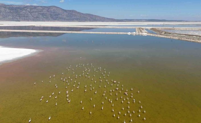 Kuş cenneti Acıgöl’de flamingoların göç yolculuğu