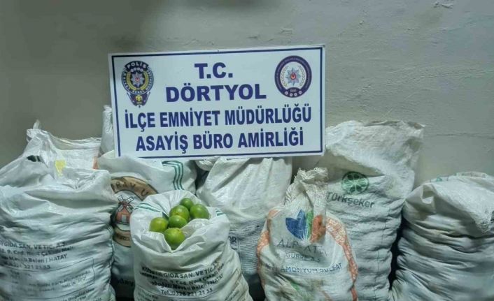 Narenciye bahçesinden 350 kilo mandalina çalan 2 şahıs tutuklandı