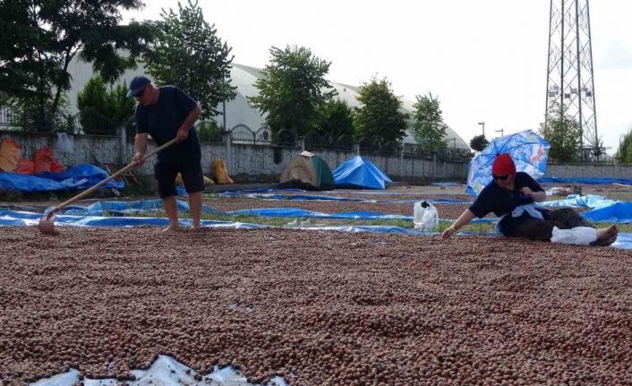 Ordu’da üreticilerin zorlu fındık kurutma mesaisi