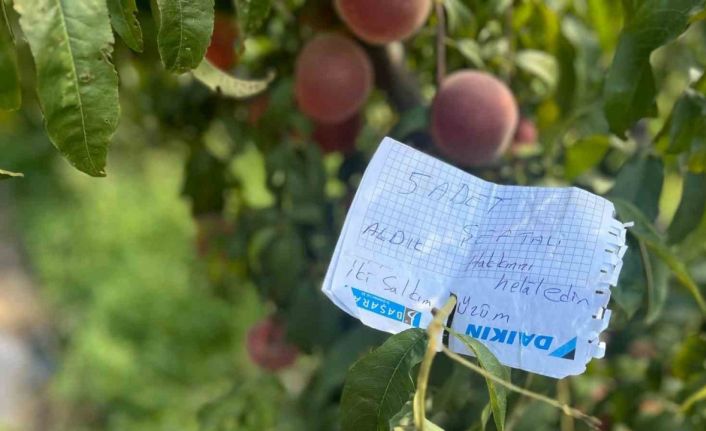 Şeftali ağacına asılan not kalpleri ısıttı