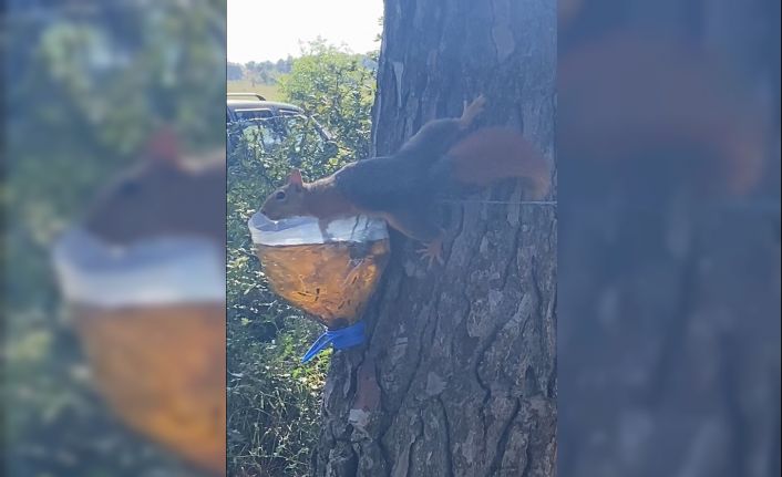 Sinop’ta su içen sincap kameralara yakalandı