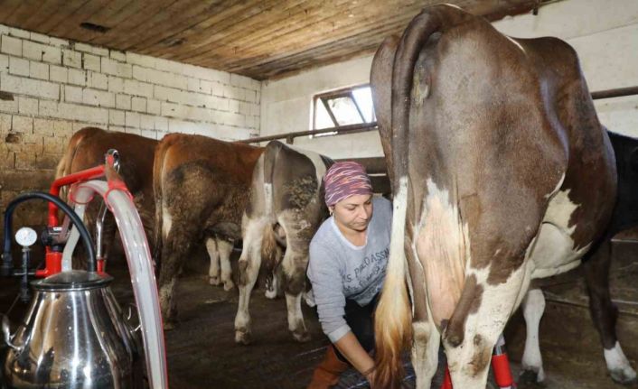 Üreten kadın: Tek başına 20 büyükbaş hayvana bakıyor