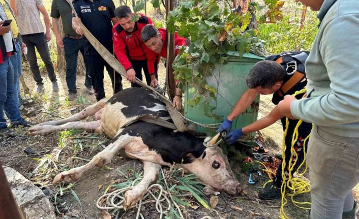 20 metrelik su kuyusuna düşen ineği itfaiye kurtardı