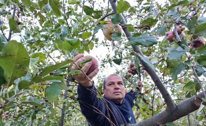 Adana’da zirveye kar yağdı, elma hasadı erken yapıldı