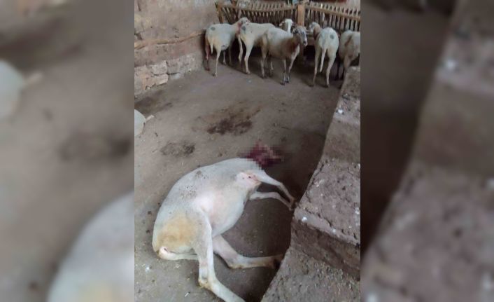 Ağıla giren köpekler 13 koyunu yaraladı