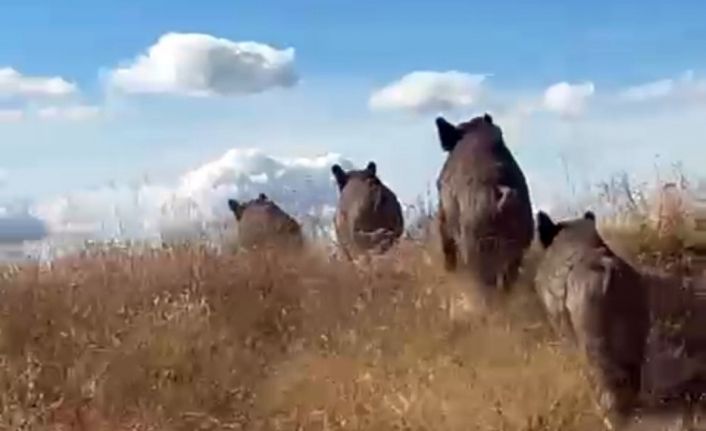 Ahlat’ta domuz sürüsü görüntülendi