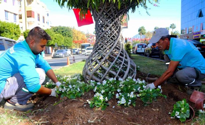 Alanya belediyesi mevsimlik çiçek dikimlerine başladı