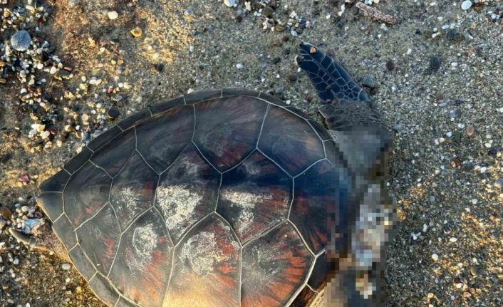 Alanya’da caretta caretta ölüsü bulundu