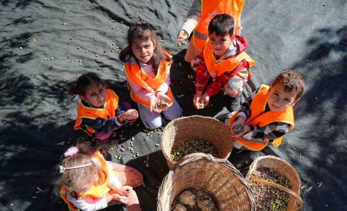 Aliağalı minik öğrenciler Şakran’da zeytin hasadı yaptı