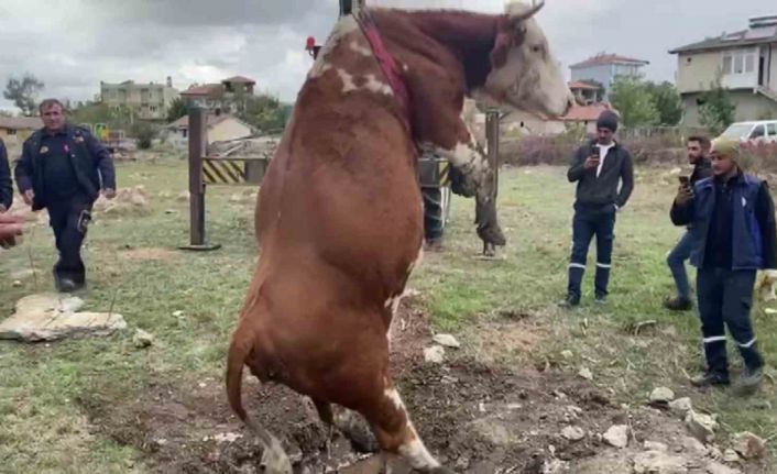 Amasya’da çukura düşen inek vinç yardımıyla kurtarıldı