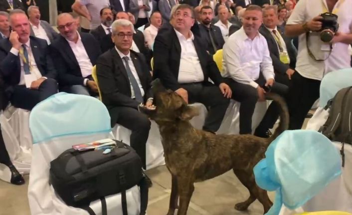 Antalya’da fuar alanına girip dron kovalayan köpek gülümsetti