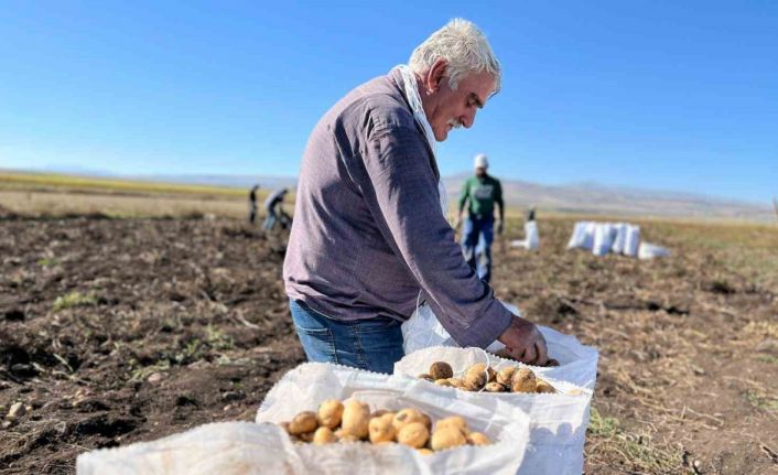 Arpaçay’da kışlık patates hasadı başladı