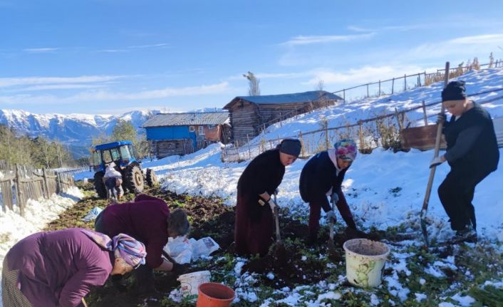 Artvin’e kış erken gelince patates hasadı kar altından yapıldı