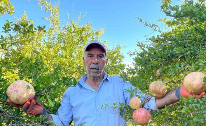 Avrupa Birliği tescilli narın hasadı başladı