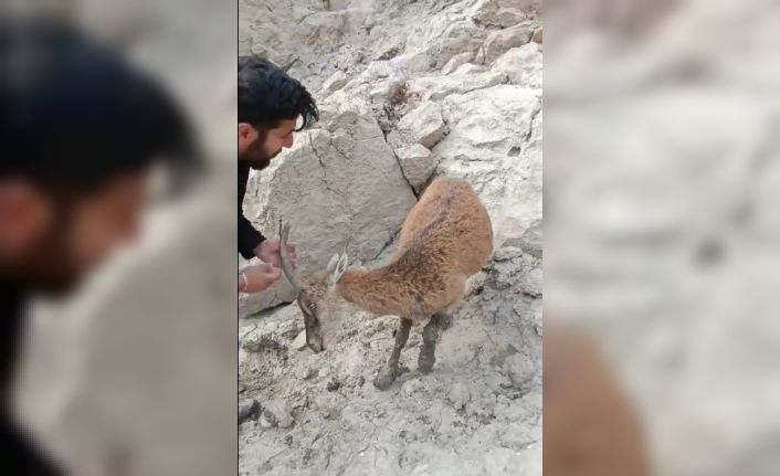 Ayakları balçığa saplanan dağ keçisi kurtarıldı