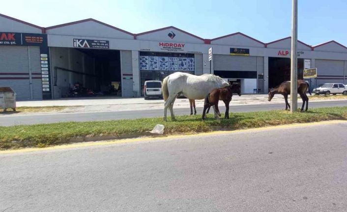 Aydın’da başıboş atlar tehlike saçıyor