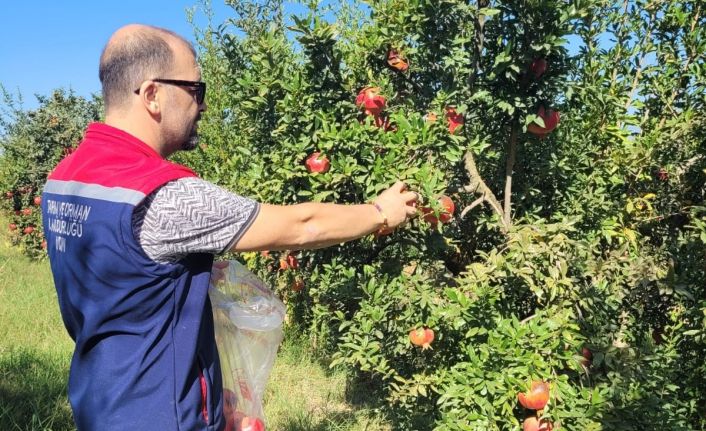 Aydın’da pestisit kalıntı analizi için nar numuneleri alındı