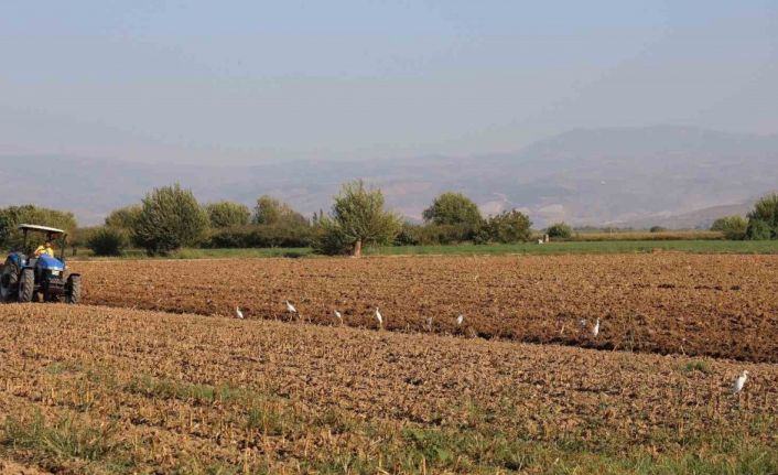 Aydın’da su kuşları, çiftçilerin tarladaki yoldaşı oluyor