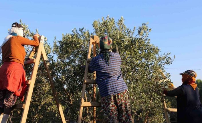 Ayvalık’ta dua ve hayır yemekleriyle ilk hasat