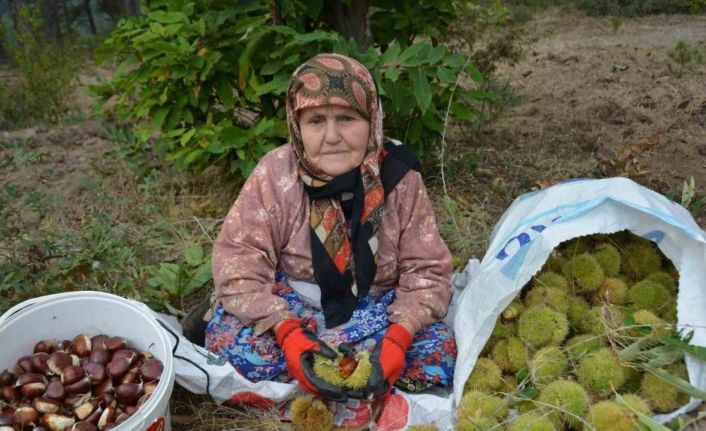 Balıkesir’de kestane hasadı başladı