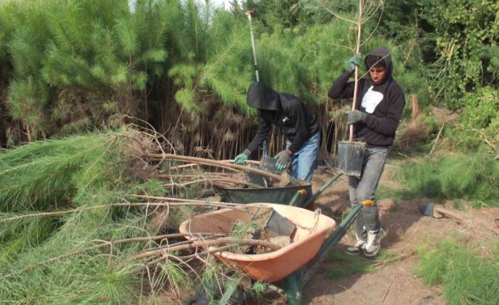 Balıkesir’de üretilen fıstıkçamı fidanları İstanbul’un havasını değiştirecek