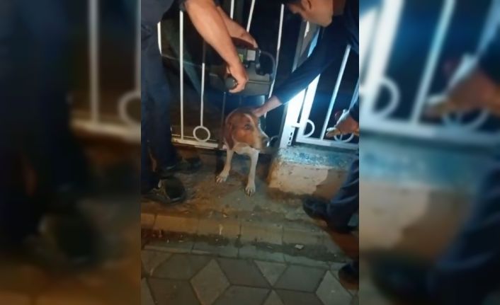 Bandırma’da demir parmaklıklara sıkışan köpek kurtarıldı