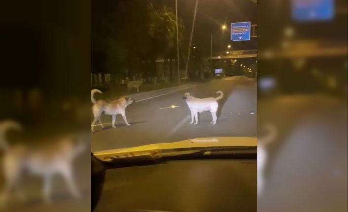 Başıboş sokak köpekleri kazaya davetiye çıkarıyor