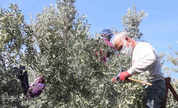 Başkan Murat Orhan’dan erken zeytin hasadına uyarısı