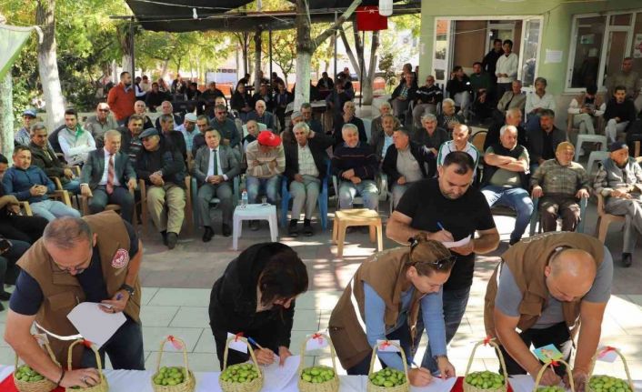 Belen’in tescilli zeytinleri yarıştı