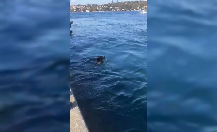 Beykoz’da denizde domuz gören balıkçı: “Palamuta geldik, domuz bulduk”