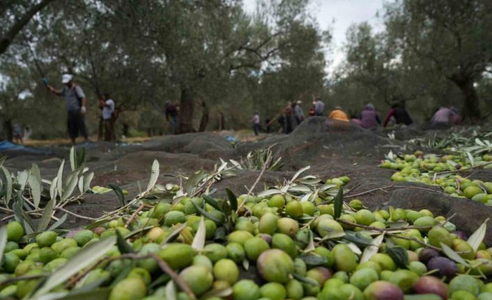 Bilinenin aksine siyah ve yeşil zeytin ağaçları ayrı değil