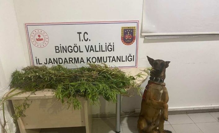 Bingöl’de uyuşturucuyla mücadele