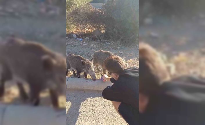 Bodrum’da aç kalan domuzları elleriyle beslediler