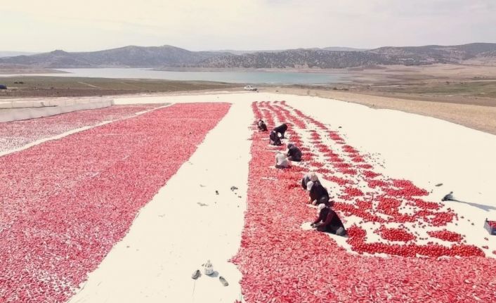 Bozkırda kurutulan domatesler işlendikten sonra yurt dışına gönderiliyor