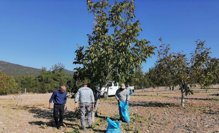 Bozkurt’ta belediyenin ceviz bahçesinde ilk hasat yapıldı