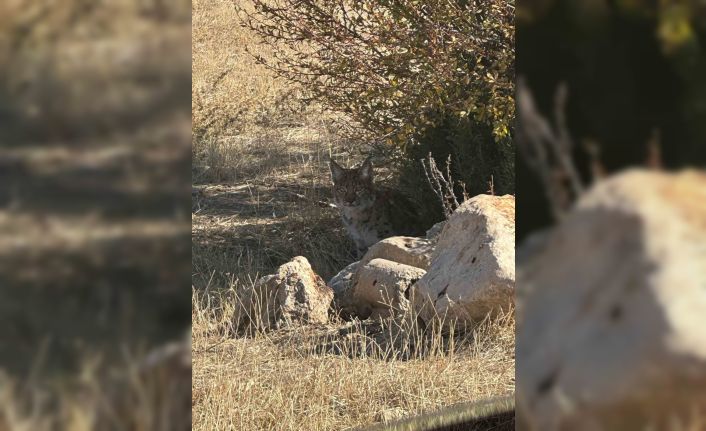 Burdur’da nesli tükenme tehlikesi altında bulunan vaşak görüntülendi